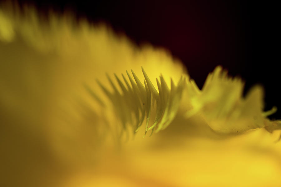 Yellow Fringe Photograph by Jay Stockhaus
