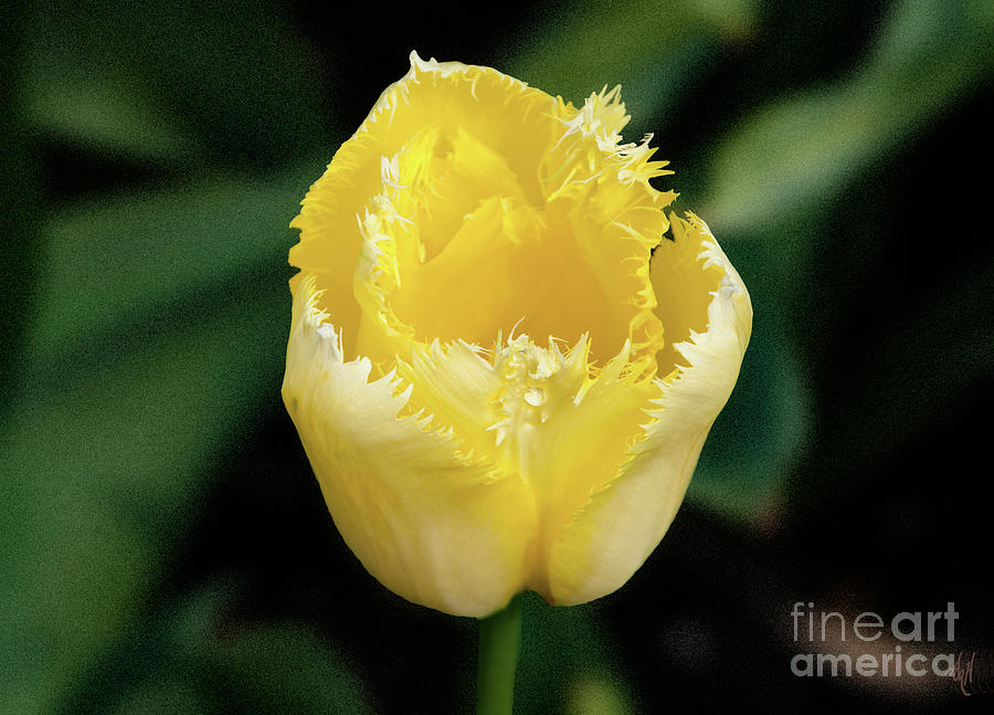 Yellow Fringe Tulip Photograph by Victoria Harrington