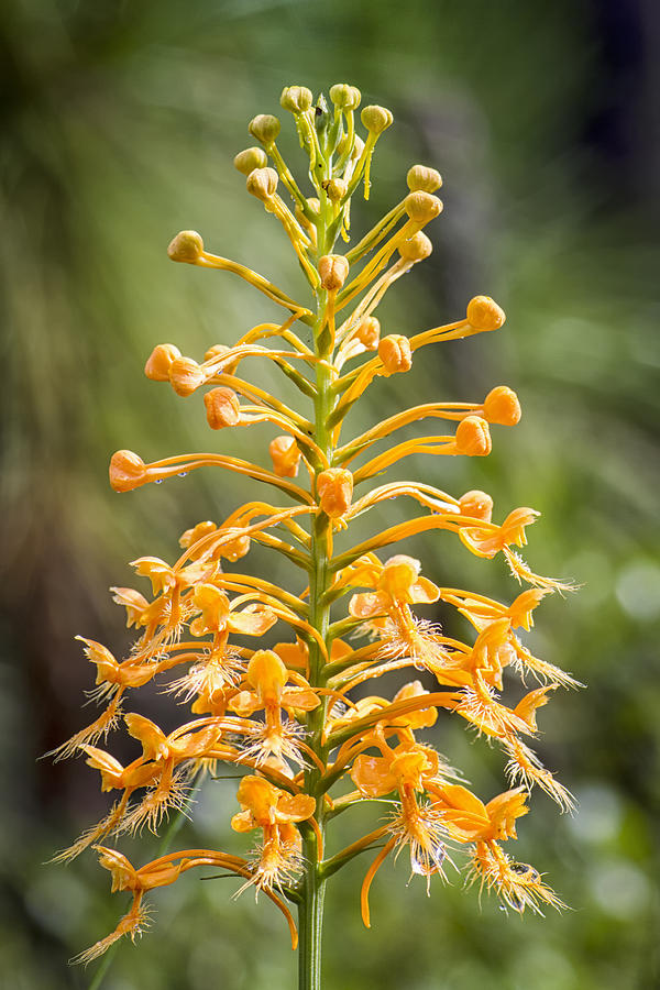 Yellow Fringed Orchid Photograph by Bob Decker