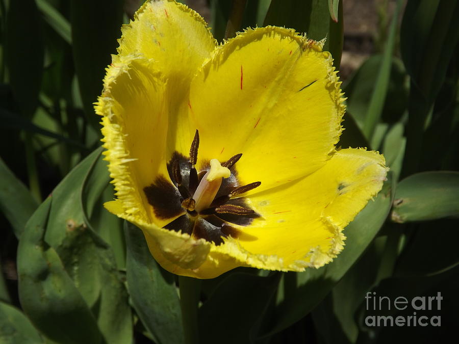 Yellow Fringed Tulip Photograph by Lingfai Leung