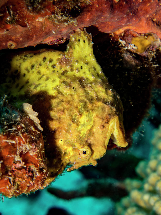 Yellow Frog Fish Photograph by Jean Noren