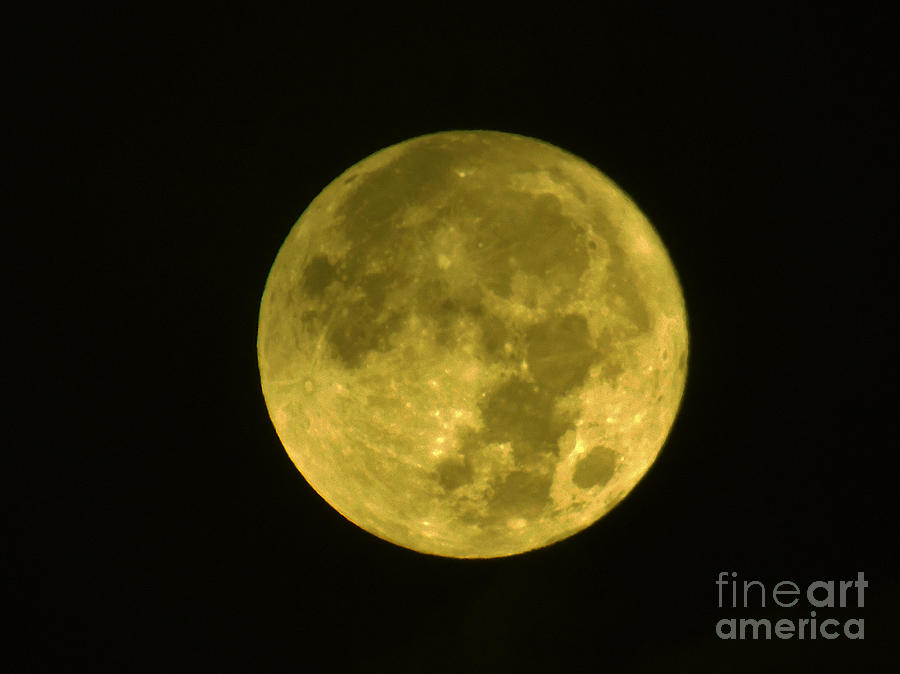 Yellow Full Moon Photograph by D Hackett