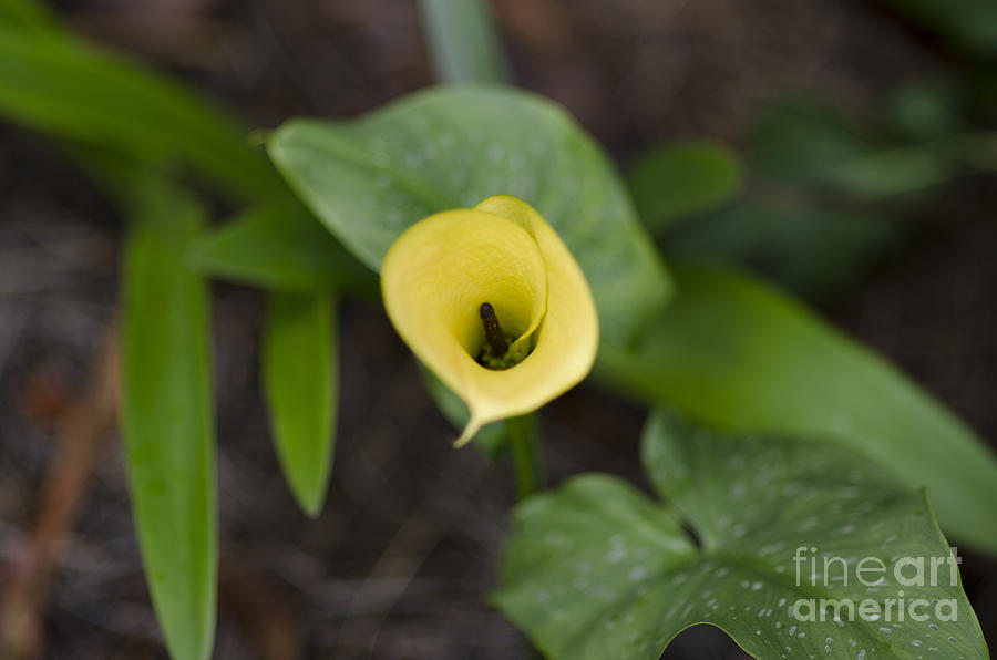 Yellow Flower Photograph - Yellow Funnel by Dale Powell