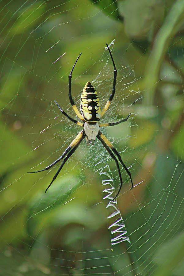 Yellow Garden Spider Photograph by Nikolyn McDonald