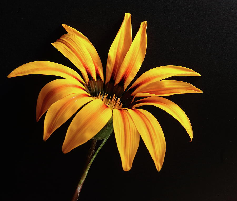 Yellow Gazania Flower Photograph by Jeff Townsend