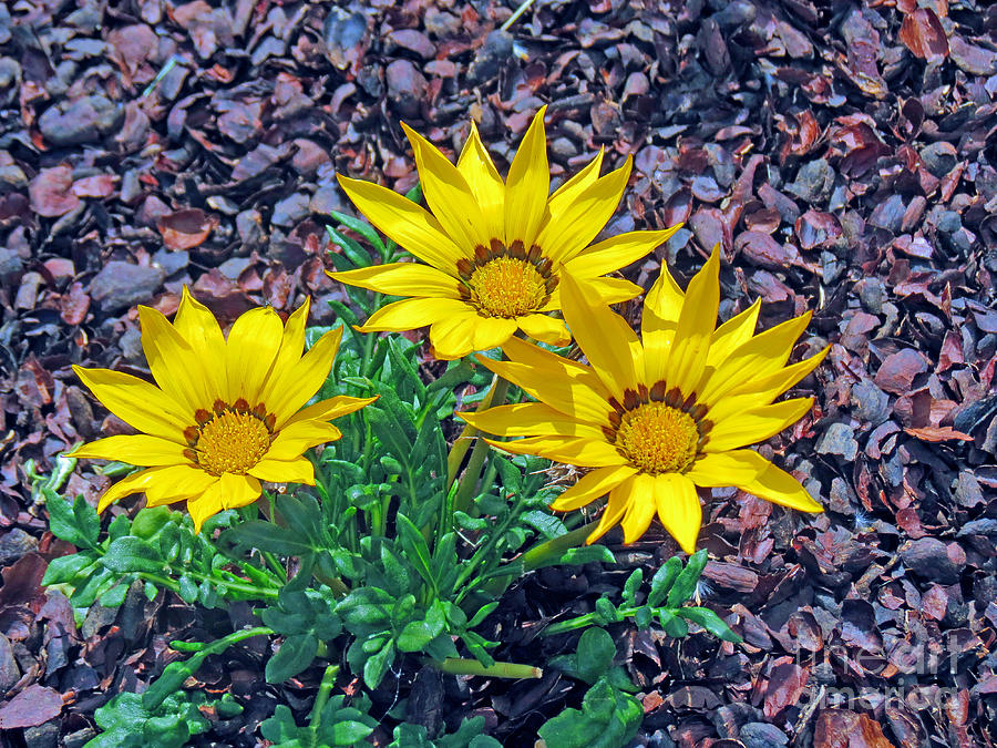Flower Photograph - Yellow Gazania Flowers by Kay Novy