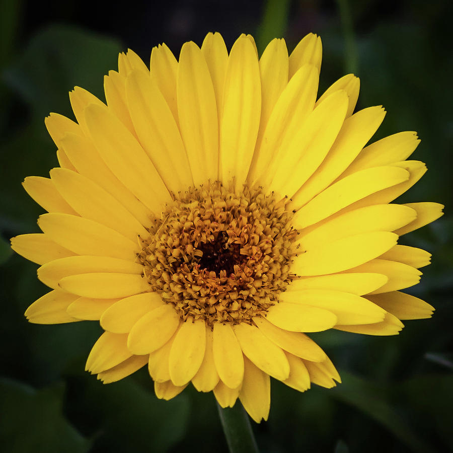 Yellow Gerber Daisy  Photograph by Terry DeLuco