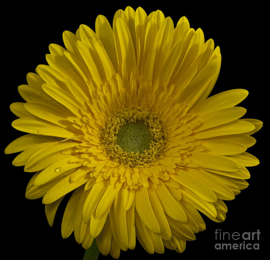 Yellow Gerber Sunshine Photograph by Shirley Mangini