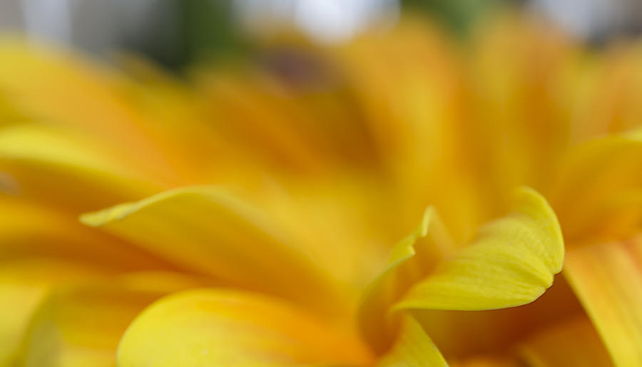 Yellow Gerbera Abstract Photograph by Mariola Szeliga