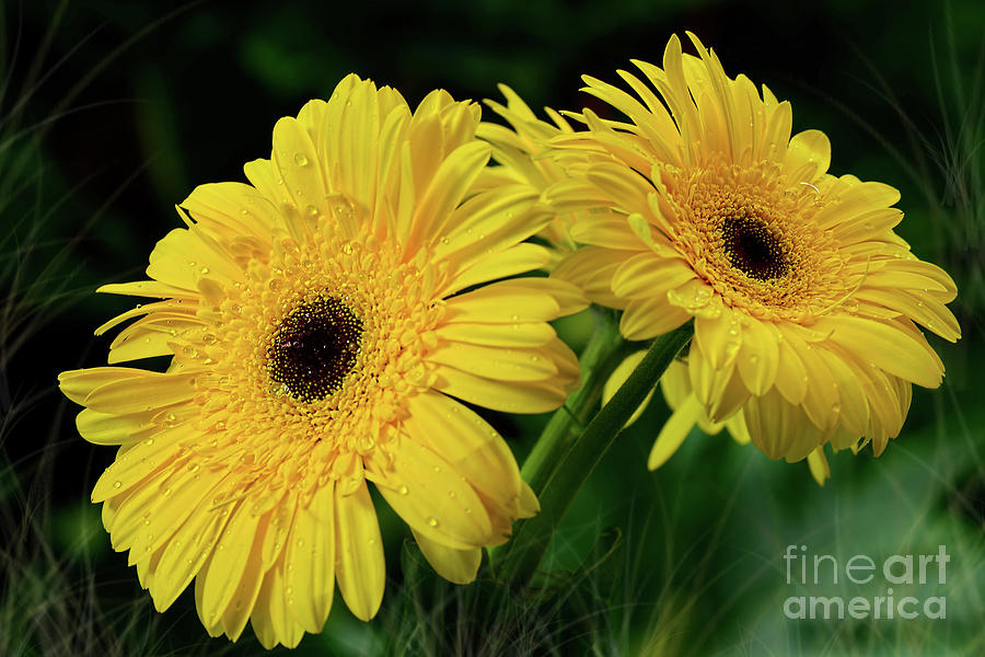 Flower Photograph - Yellow Gerbera Daisies by Kaye Menner by Kaye Menner