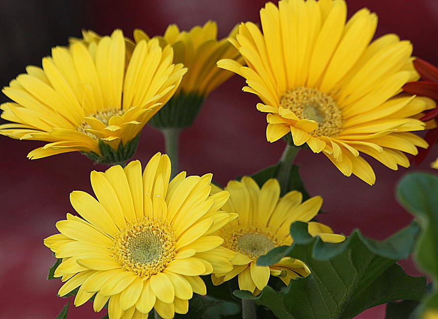 Yellow Gerbera Daisies Photograph by Sheila Brown