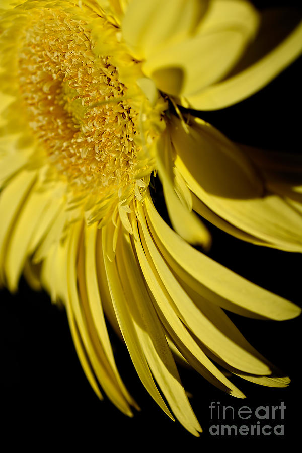Daisy Photograph - Yellow Gerbera Daisy by Kaye Menner by Kaye Menner