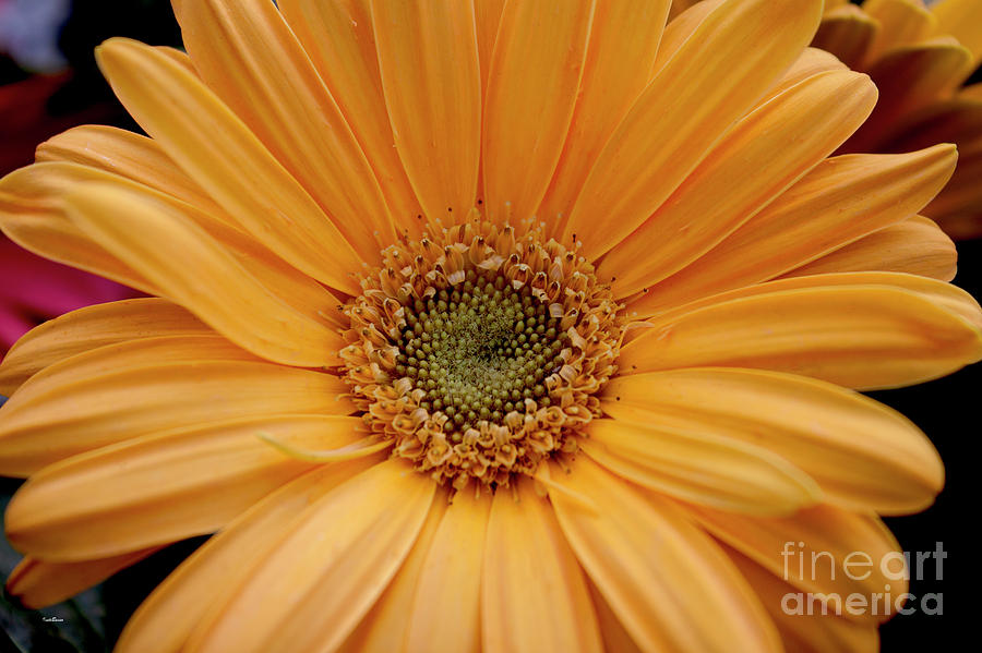Yellow Gerbera Daisy Photograph by Ivete Basso Photography