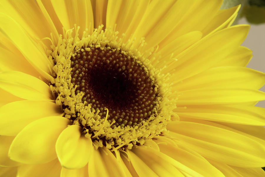 Yellow Gerbera Daisy Photograph by JT Lewis
