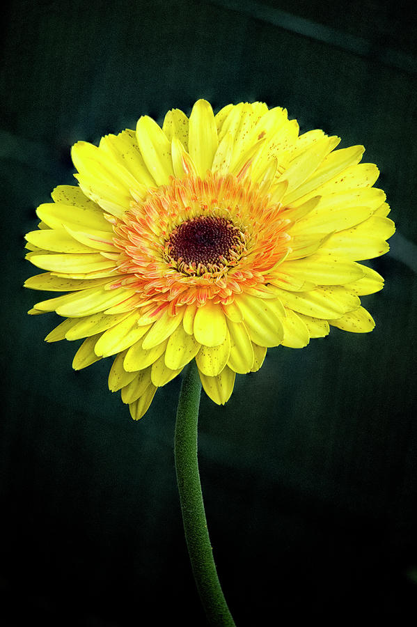 Yellow Gerbera Daisy Photograph by Robert Fawcett