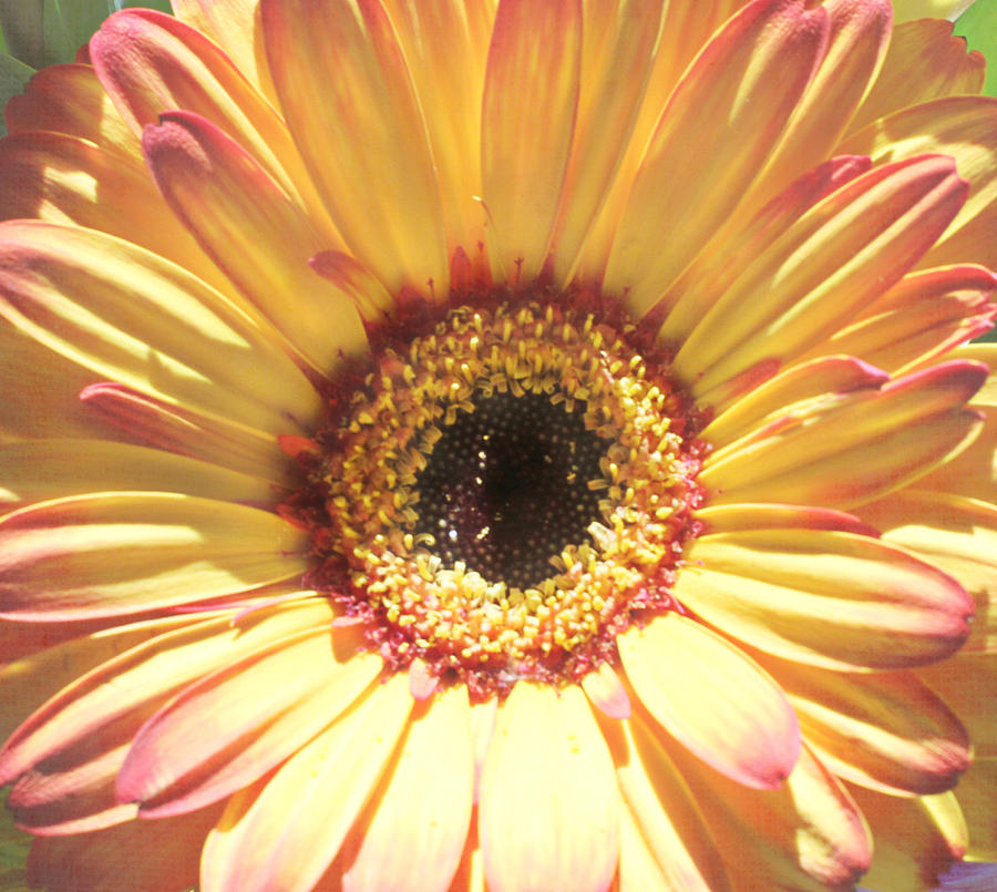 Yellow Gerbera Photograph by Inspired Arts
