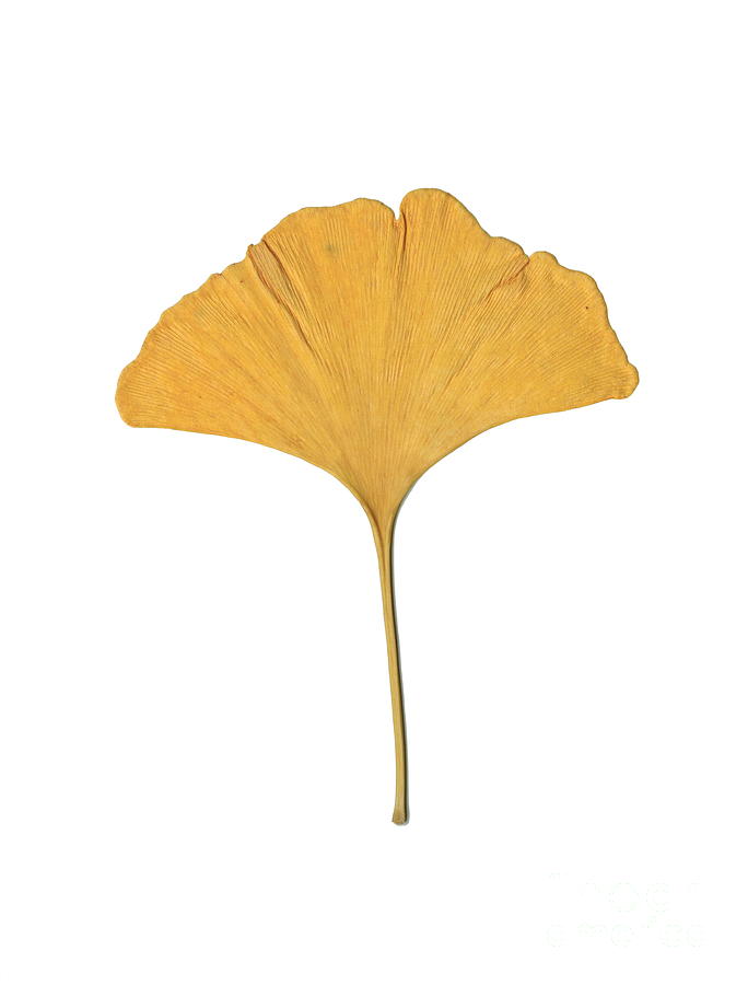 Yellow Ginkgo Leaf Photograph by Renee Trenholm