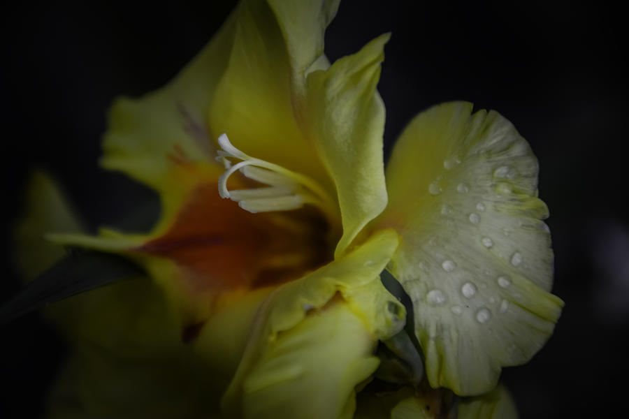 Yellow Gladiola Macro Photograph by Judy Hall-Folde