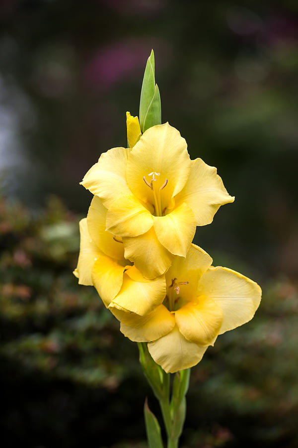 Yellow Gladiolus Photograph by Charles Hite