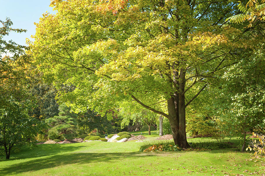 Yellow Glimpses on Green Foliage  Photograph by Jenny Rainbow