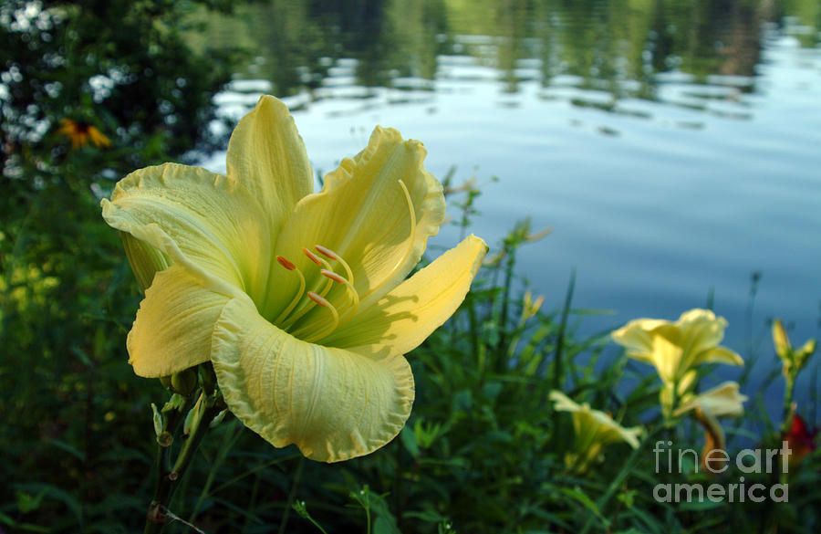 Ахименес yellow glory фото и описание