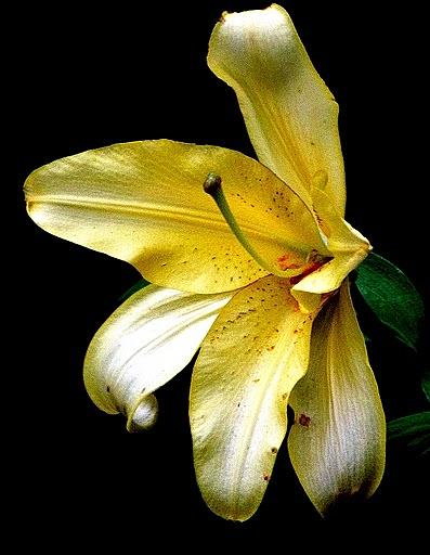 Flowers Still Life Photograph - Yellow Glow by Lori Leigh