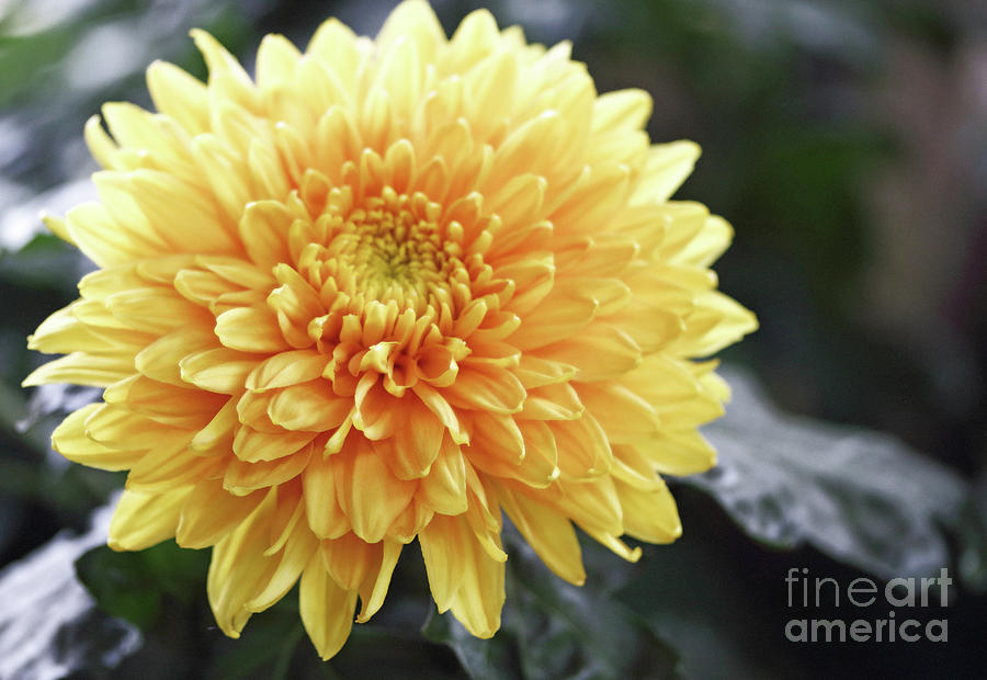 Yellow Glow Photograph by Mary Haber