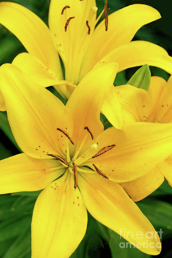 Yellow Gold Asiatic Lilies Photograph By Regina Geoghan