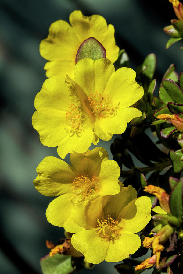 Yellow Gold Purslane Blooms  Photograph by Kathy Clark