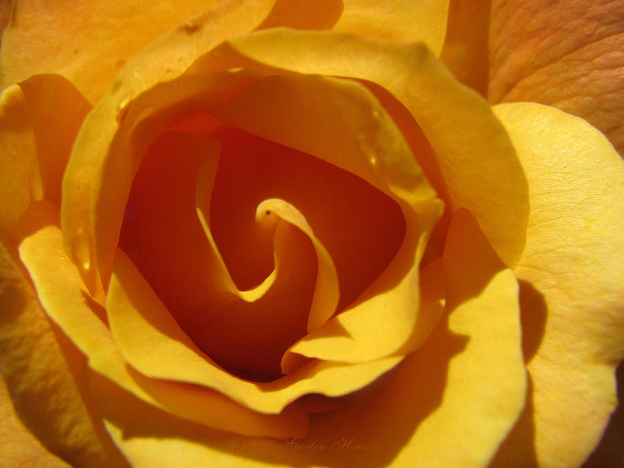 Yellow Gold Swirl 2 - Super Macro Rose - Floral Photography - Rose Art Photograph by Brooks Garten Hauschild
