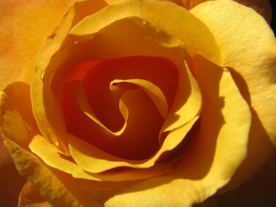 Yellow Gold Swirl - Rose Macro  Photograph by Brooks Garten Hauschild