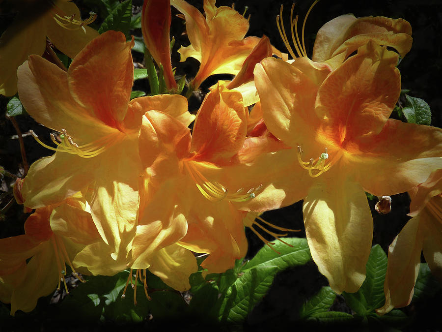 Yellow Golden Flame Azaleas Photograph by Donna Kennedy