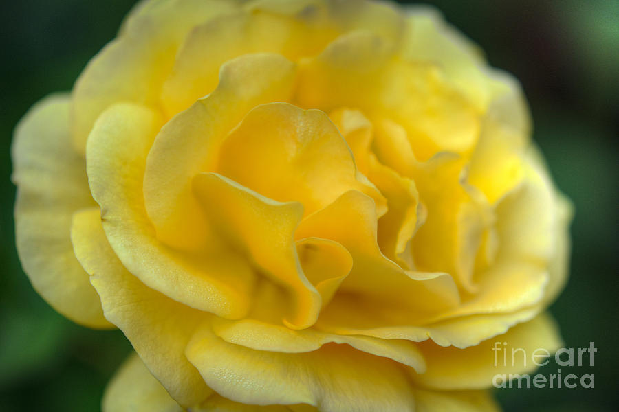 Yellow Golden Single Flower Photograph by David Zanzinger