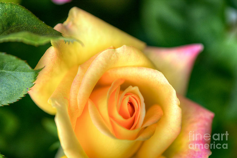 Yellow Rose Golden Single  Photograph by David Zanzinger