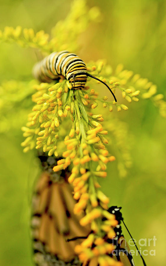 Yellow Goldenrod with Monarch Butterfly and Caterpillar photo Photograph by Luana K Perez