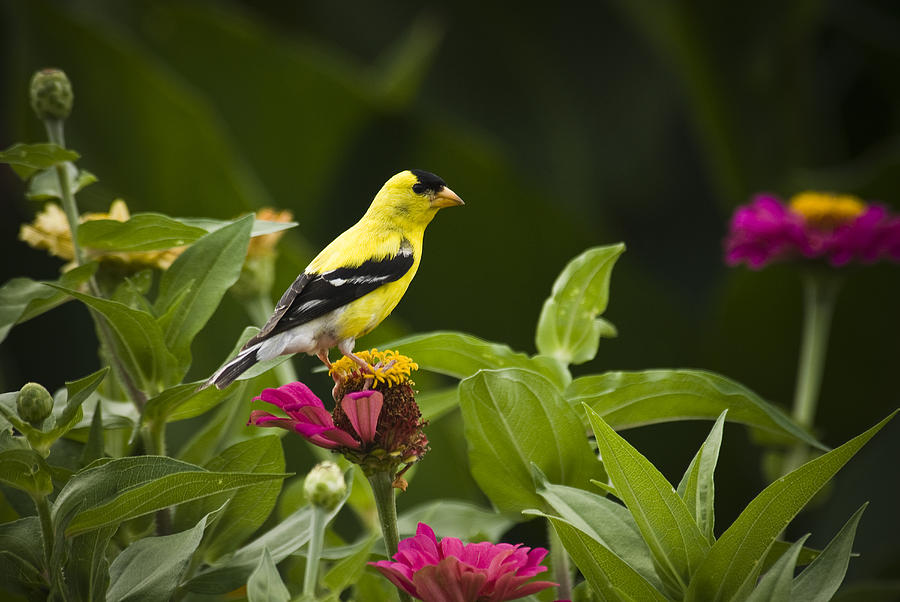 Bird Photograph - Yellow Goldfinch by Chad Davis