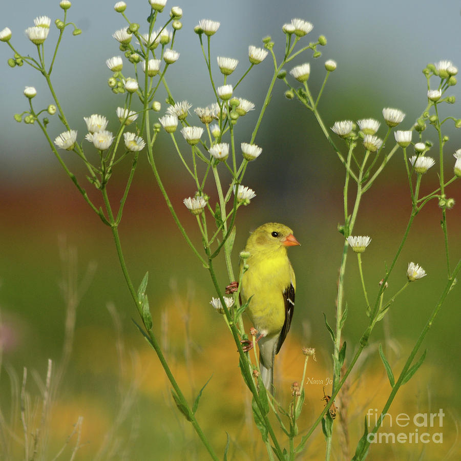 Yellow Goldfinch Photograph by Nava Thompson