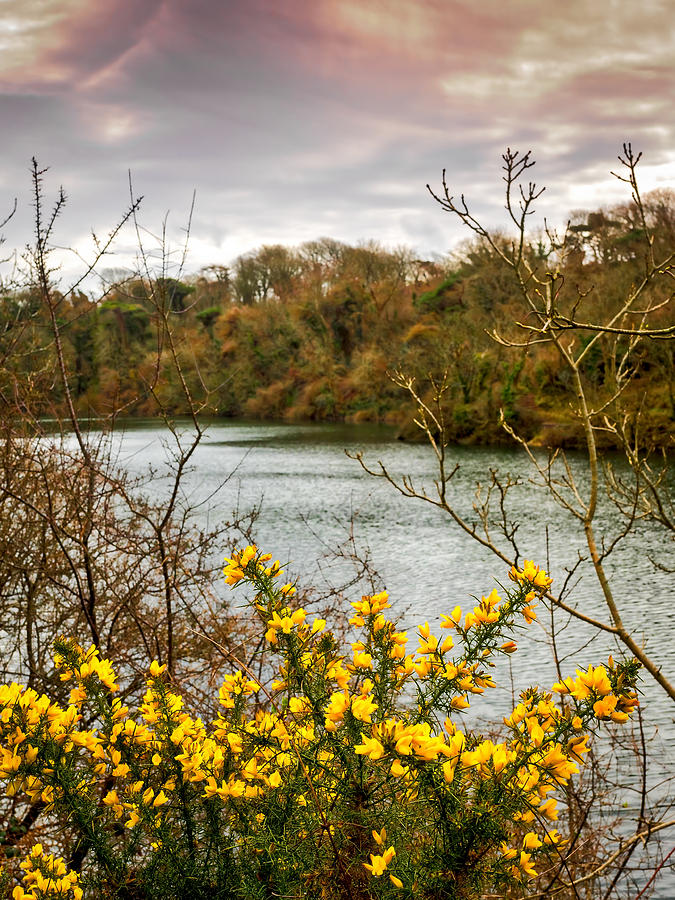 Yellow Gorse Photograph by Mark Llewellyn