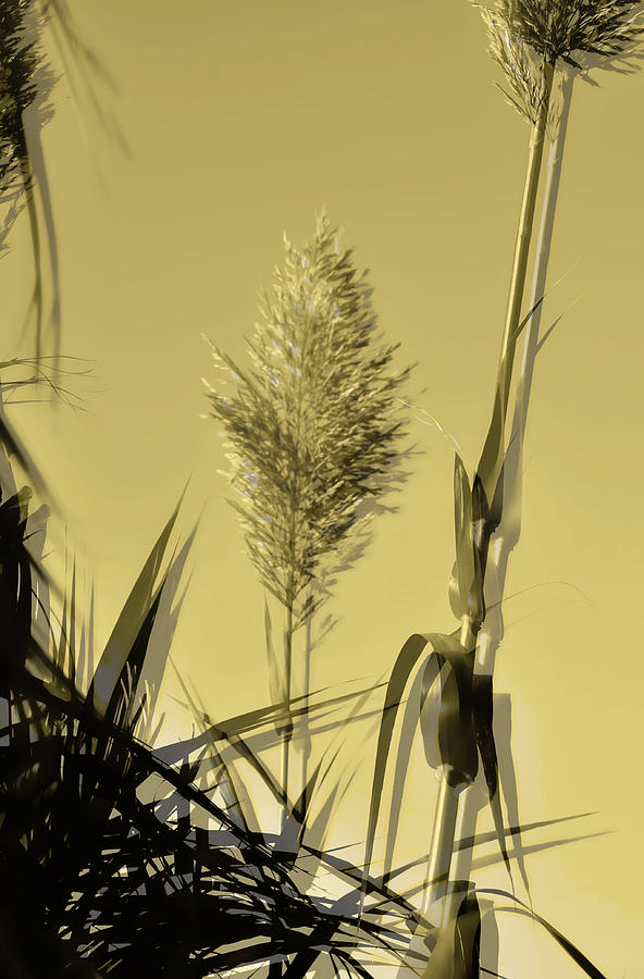 Nature Photograph - Yellow grass by Damijana Cermelj