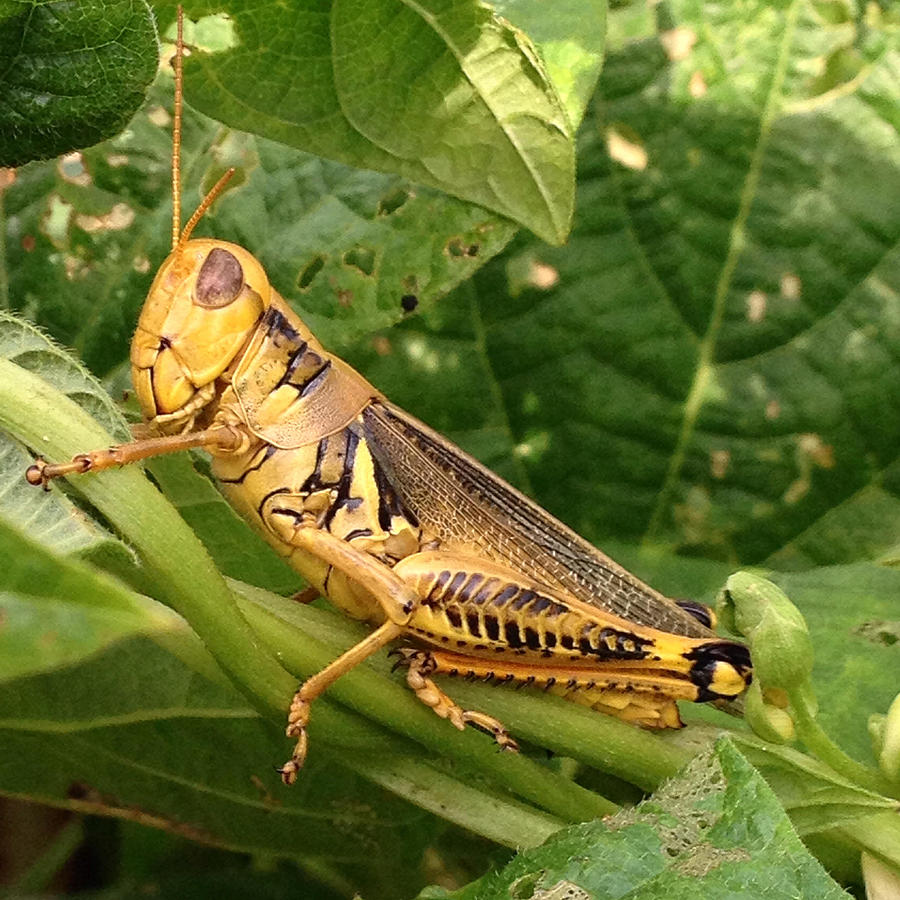 Yellow Grasshopper Photograph by A Lyle - Fine Art America