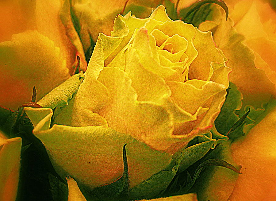 Flower Photograph - Yellow Green Rose by Bonita Brandt