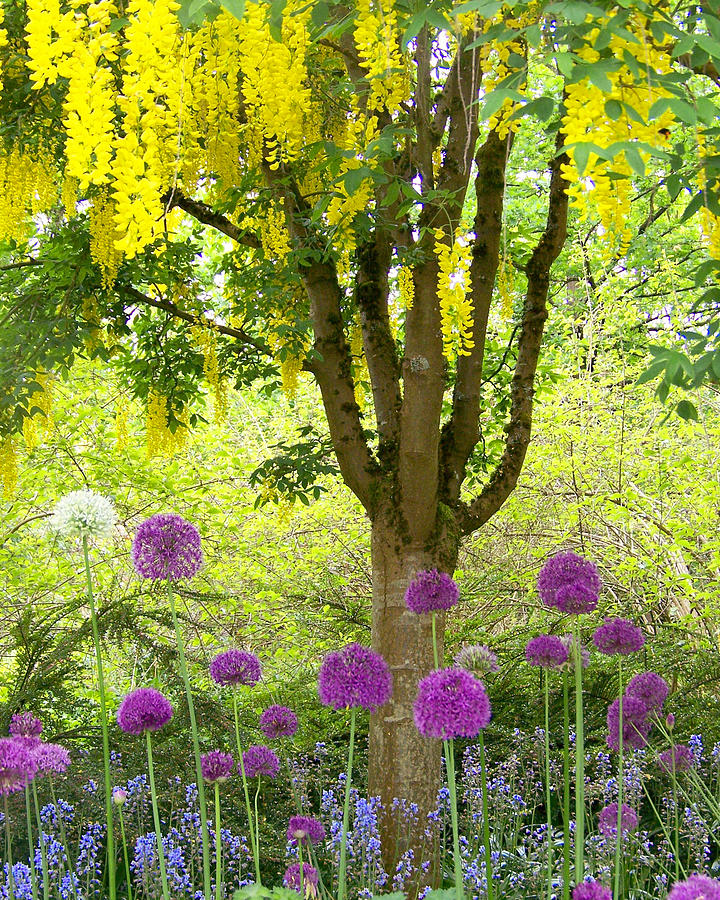 Spring Photograph - Yellow Hanging Hydrangea Tree by Elizabeth Thomas