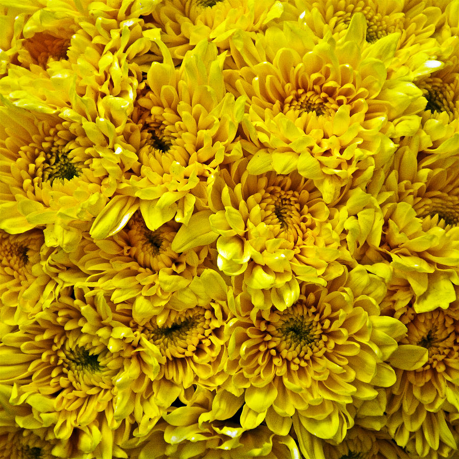 Yellow Hardy Mums in Meijer Gardens in Grand RapidsMichigan Photograph