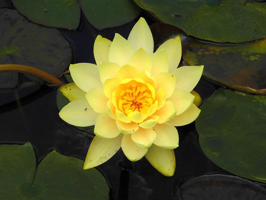 Flowers Still Life Photograph - Yellow Hardy Water Lily Study 4 by Nancy Spirakus