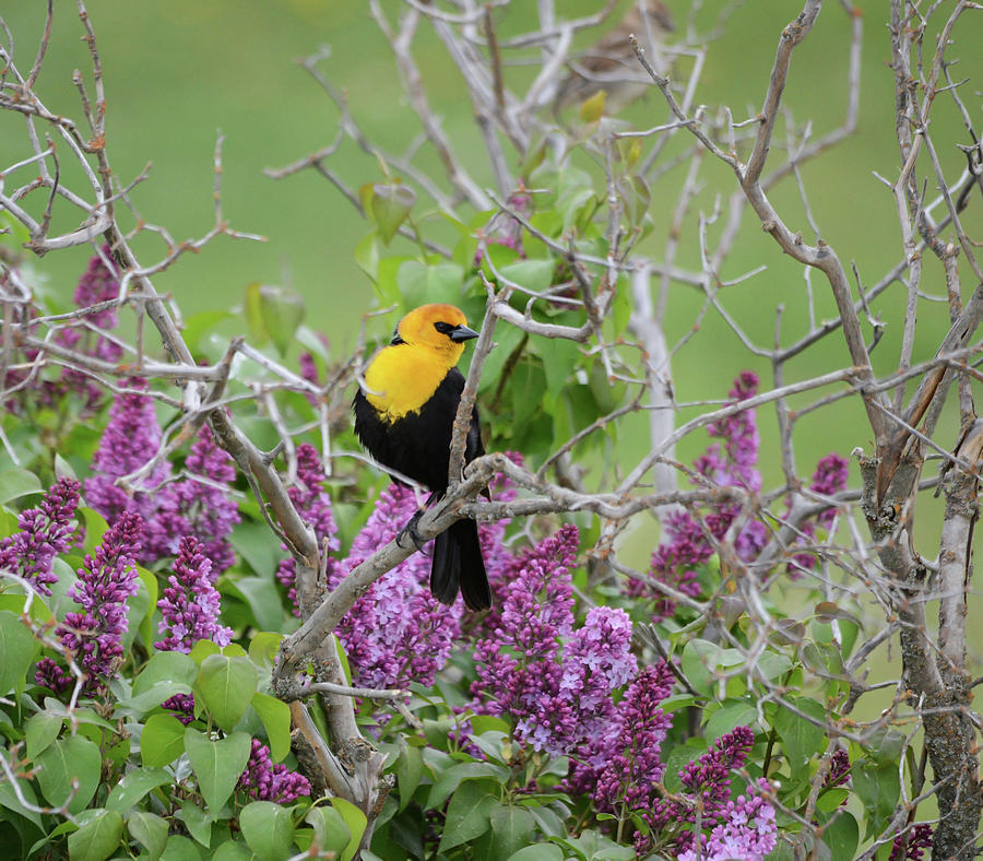Yellow Head Blackbird and Lilacs Photograph by Whispering Peaks Photography