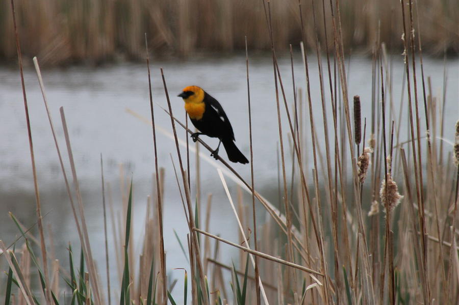 Yellow Head On Cattail Photograph
