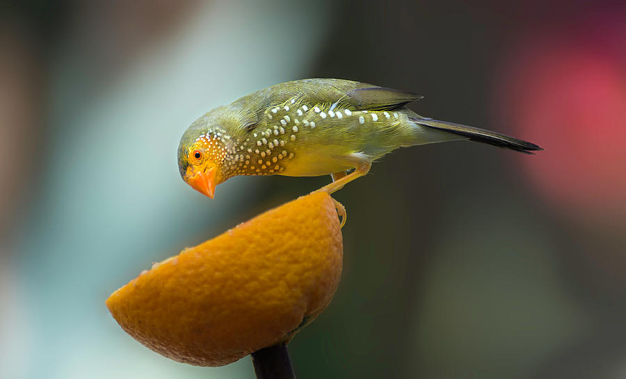 Yellow-Head Star Finch Photograph by John Poon
