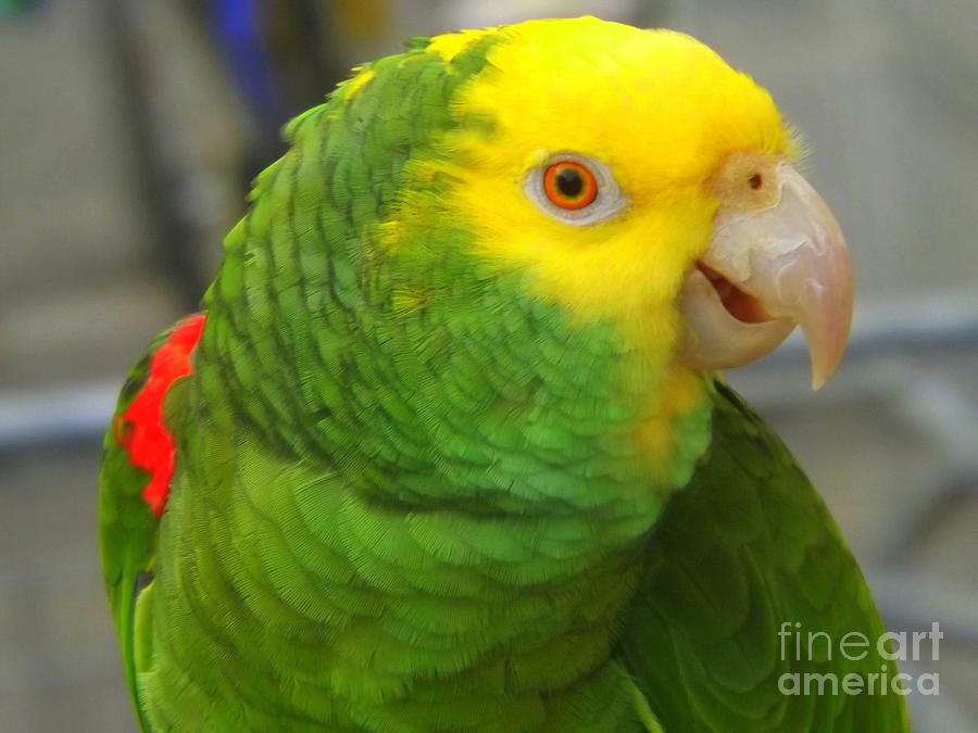 green parrot yellow head