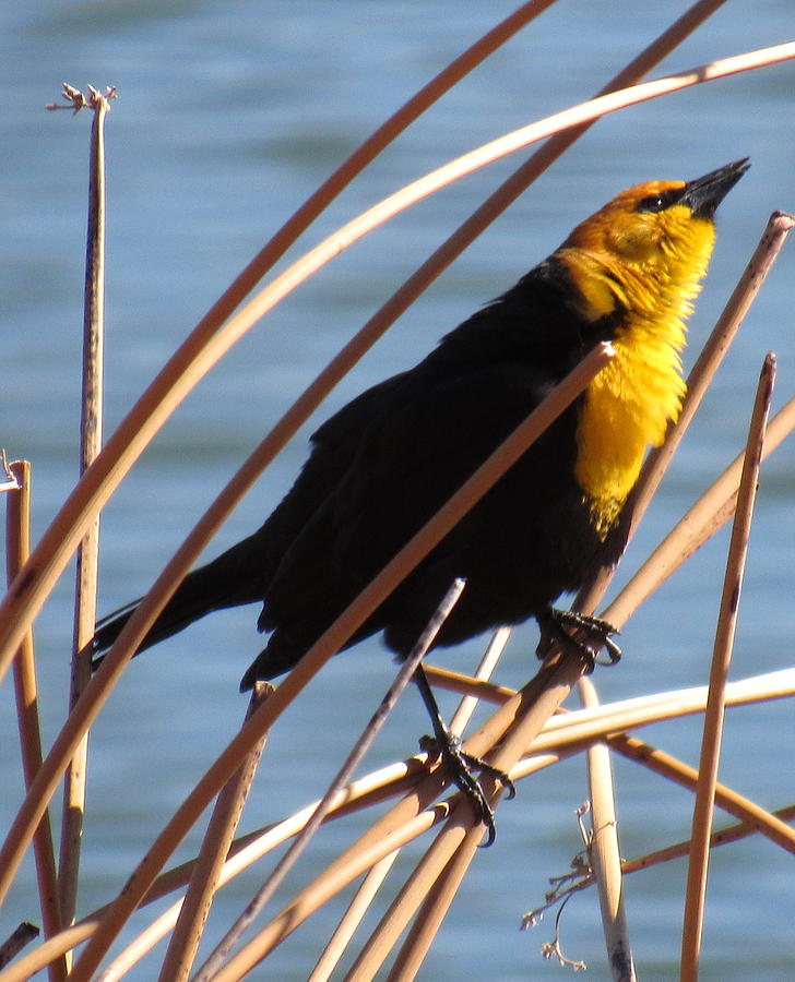 Yellow Headed Black Bird Photograph by Joshua Bales