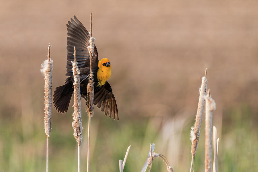 Yellow-headed Blackbird #10 Photograph by Patti Deters